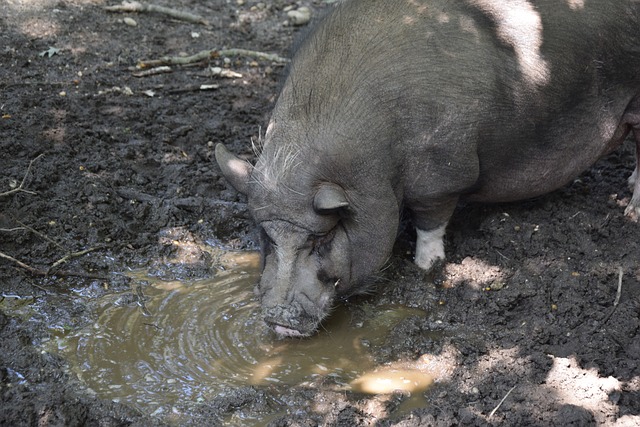 盟仅几个赛 盟仅几个赛